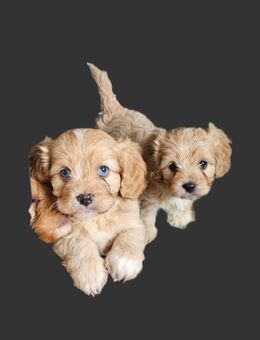 Cavalier King Charles/Toypudel Welpen Cavapoo Mini Pudel Doodle - Erfurt