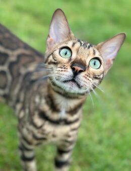 2 Bengal Katzen suchen neues Zuhause - Dortmund