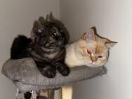2 Kater (BKH / Perser) suchen eine Pflegefamilie (für 6 Monate) oder neues Zuhause - Leverkusen