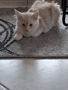 Maine-Coon-Katze - Unna