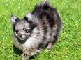 Pomeranian Welpen aus liebevoller Hausaufzucht mit Papieren können ausziehen in 36124