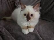 Ragdoll Kitten - Magstadt