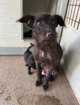 Dori2 LM - Kettenhündin Such Zuhause - Neustadt (Rübenberge)