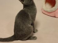 Russisch blau Kitten reinrassig 20.11.2024 - Hille
