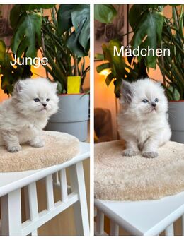 Charmante und verspielte BLH-Kätzchen - Berlin