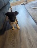 Verkaufe Jack Russel in 49696