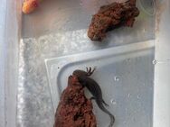 Axolotl suchen neues Zuhause - Tuttlingen