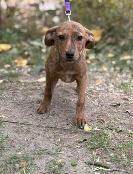 Chaplin sucht sein Für immer Zuhause - Heinsberg
