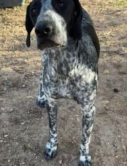 Familiehund Blacky - Berlin