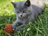 BKH Kitten suchen ein liebevolles neues Zuhause - Kreuztal