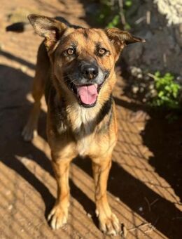 Alison ist klug und freundlich - Tübingen