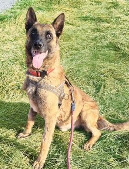 DANNY, freundlich, gehorsam, aufmerksam - Alfeld