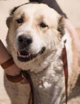 Jack 💗 verschmust+ freundlich+ so treu! - Hamburg