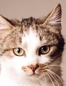 MUFFIN-wunderschöner Jung-Kater - Rösrath
