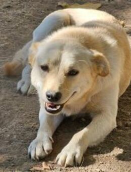 Betty sucht geduldige Familie - Leonberg (Baden-Württemberg)