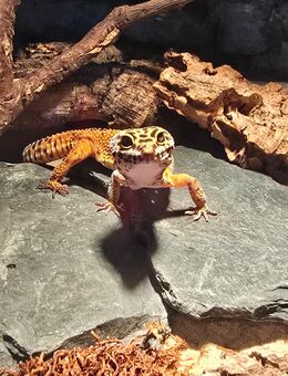 Leopardgecko 2 Jahre weiblich - Magdeburg
