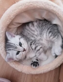 BKH Kitten - Steinigtwolmsdorf