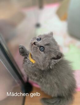 Bkh kitten - Seelze