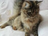 Maine Coon süsse Kitten Farbe Brown Torbie - Hambühren