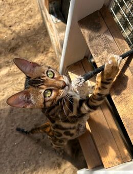 Reinrassige Bengal Katzen suchen ihr Traum Zuhause - Wriezen