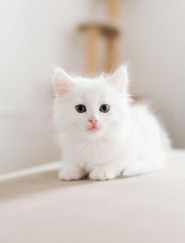 Kitten suchen ein neues liebevolles zu Hause - Berlin