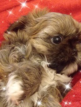 Caramba, eine reinrassige Shih Tzu Welpe stellt sich vor! - Wismar