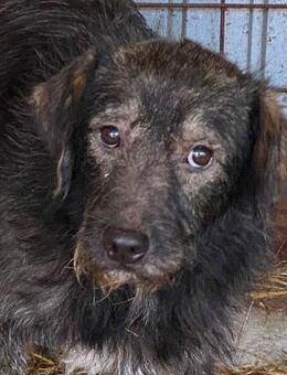 Soul hatte bisher kein leichtes Leben - Beltheim