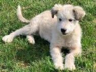 Bailey entzückendes Hundekind - Hüllhorst