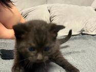 Kitten in liebevolle Hände abzugeben. - Herdecke