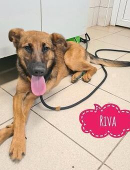 Riva braucht Vertrauen - Flörsheim-Dalsheim