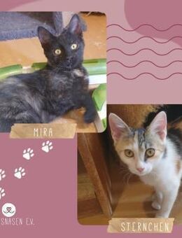 Katzen Mira und Sternchen schmusen gern - Lalendorf