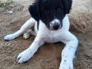 Renia, mutiges Hundemädchen, ca. 4 Monat - Vaterstetten