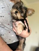 Yorkshire Terrier Welpe Mädchen in 18055