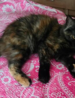 4 lebhafter Maine Coon Mädchen - Rüsselsheim