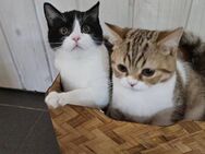 Bkh Kater - Ibbenbüren