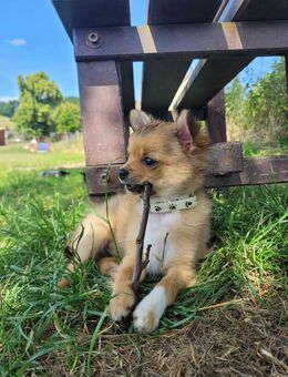 Chihuahua Welpen - Einbeck