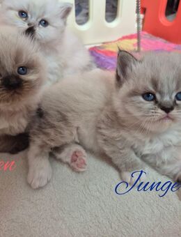 Himalaya Heilige Birma Kitten - Berlin Reinickendorf