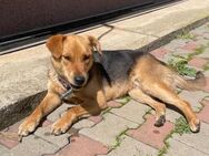 💓Hundetraum 🐾 Dobby💓 - Eislingen (Fils)