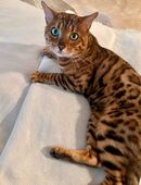 Bengal Kater abzugeben in 59955