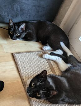 Katzen zu abzugeben - Berlin