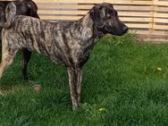 hübscher reinrassiger Hütehund Welpen 5 Monate beide Eltern leben bei uns sucht noch sein Zuhause - Ladenburg