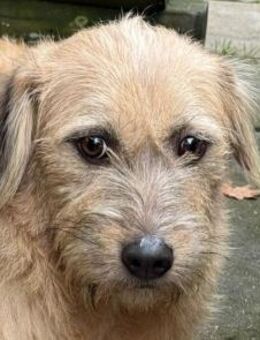 CONNY-hübsche, sanfte Hündin, 55 cm - Rösrath