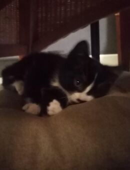 Kitten, Katzenbaby, Hauskatze - Mönchengladbach