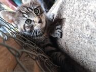 Katzen Babys - Seeland Gatersleben