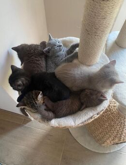 Reinrassige BKH Kitten - Ritterhude