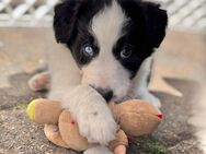 Border Collie Welpen