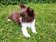 Chihuahua Welpen - Ingolstadt