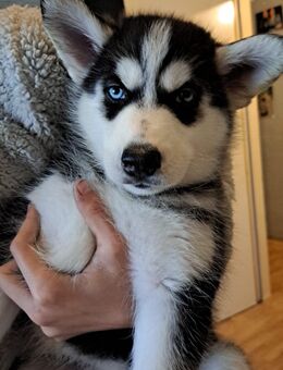 Husky Welpen - Mannheim