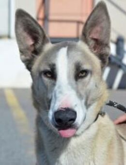 JOSEMI - freundlich, sportlich und höfli - Sulzbach-Laufen