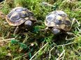 Griechische Landschildkröten 2022 Ausgeschlafen!! in 01904